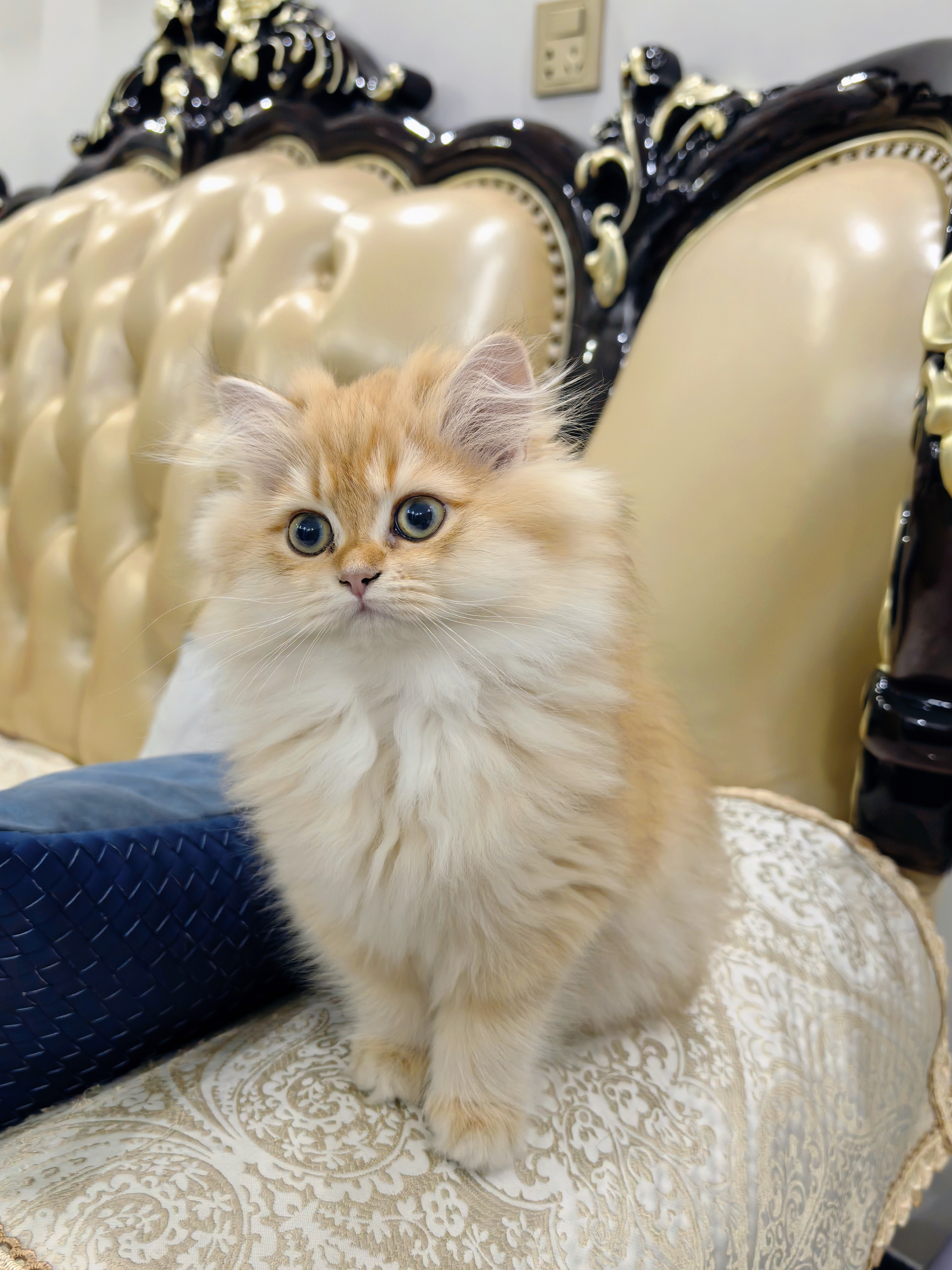 大体，才2个多多点眼色素就很棒了，妈妈大绿眼